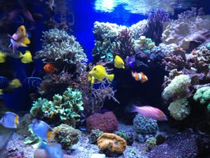 Zeewateraquarium -