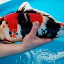 Koi Koi