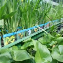 Planten Planten