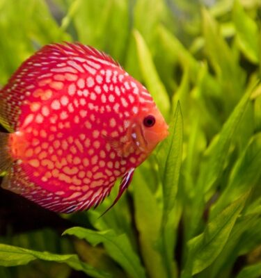 Tropisch Aquarium