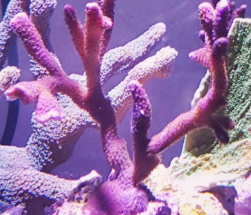 koraal6